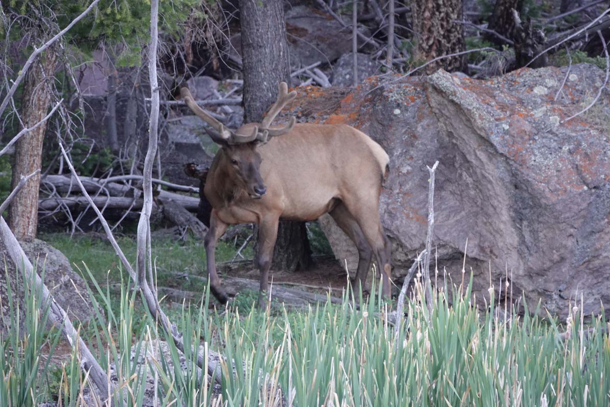 An RVers Guide to Yellowstone: America's First National Park