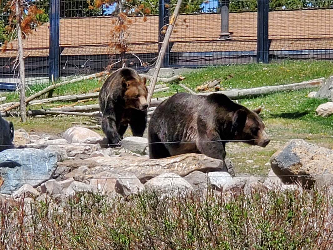 An RVers Guide to Yellowstone: America's First National Park